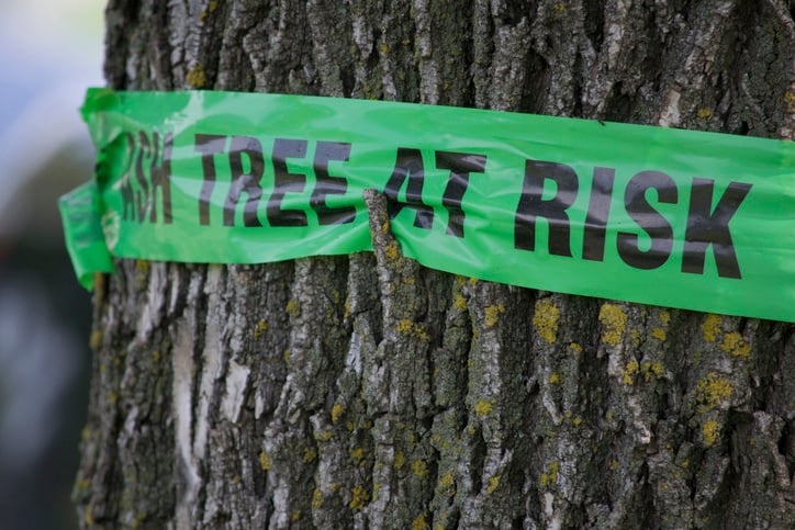 tree at risk